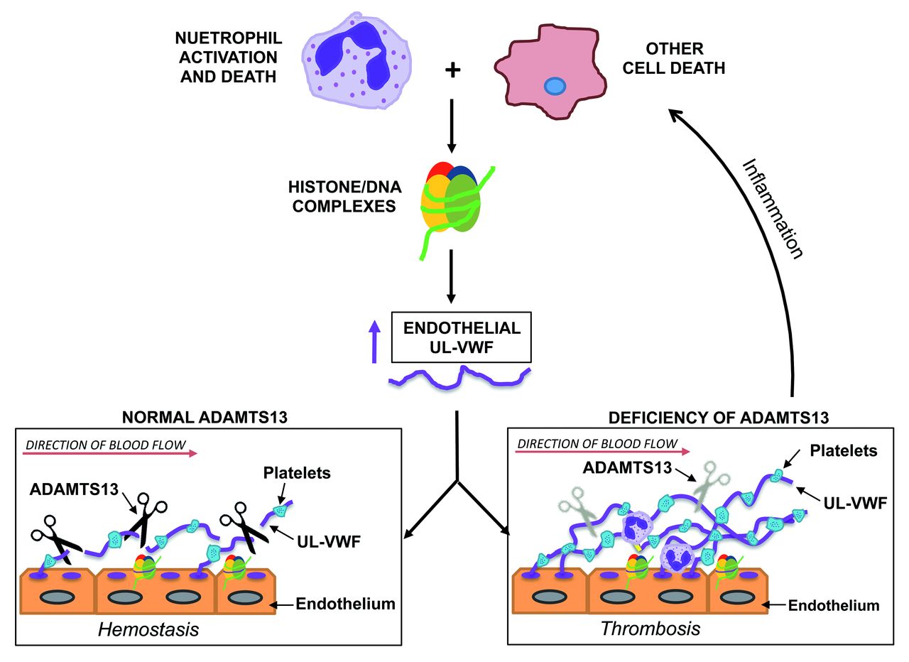 von willebrand factor adamts13