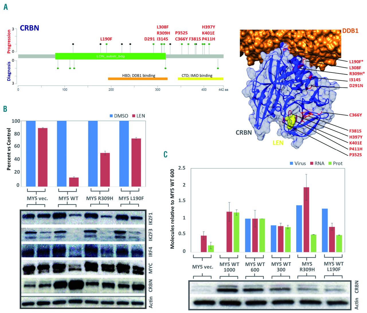 Ikzf1 3 And Crl4crbn E3 Ubiquitin Ligase Mutations And Resistance To Immunomodulatory Drugs In Multiple Myeloma Haematologica