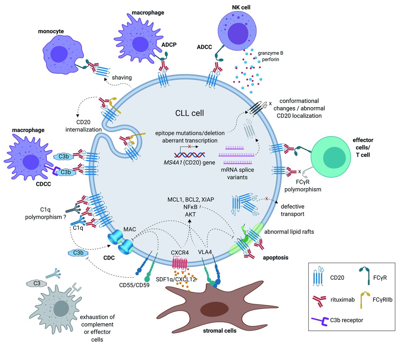 Impact of anti-CD20 monoclonal antibodies on serologic response to