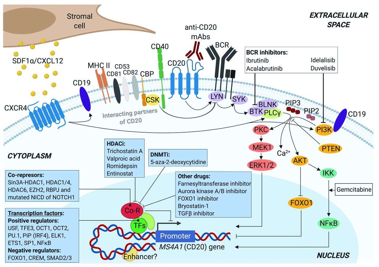 Rituximab Cd20