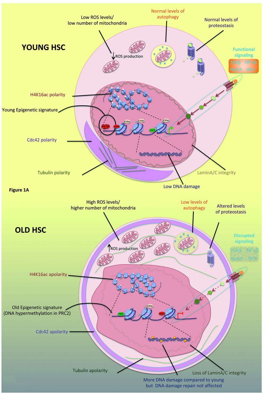 Understanding intrinsic hematopoietic stem cell aging