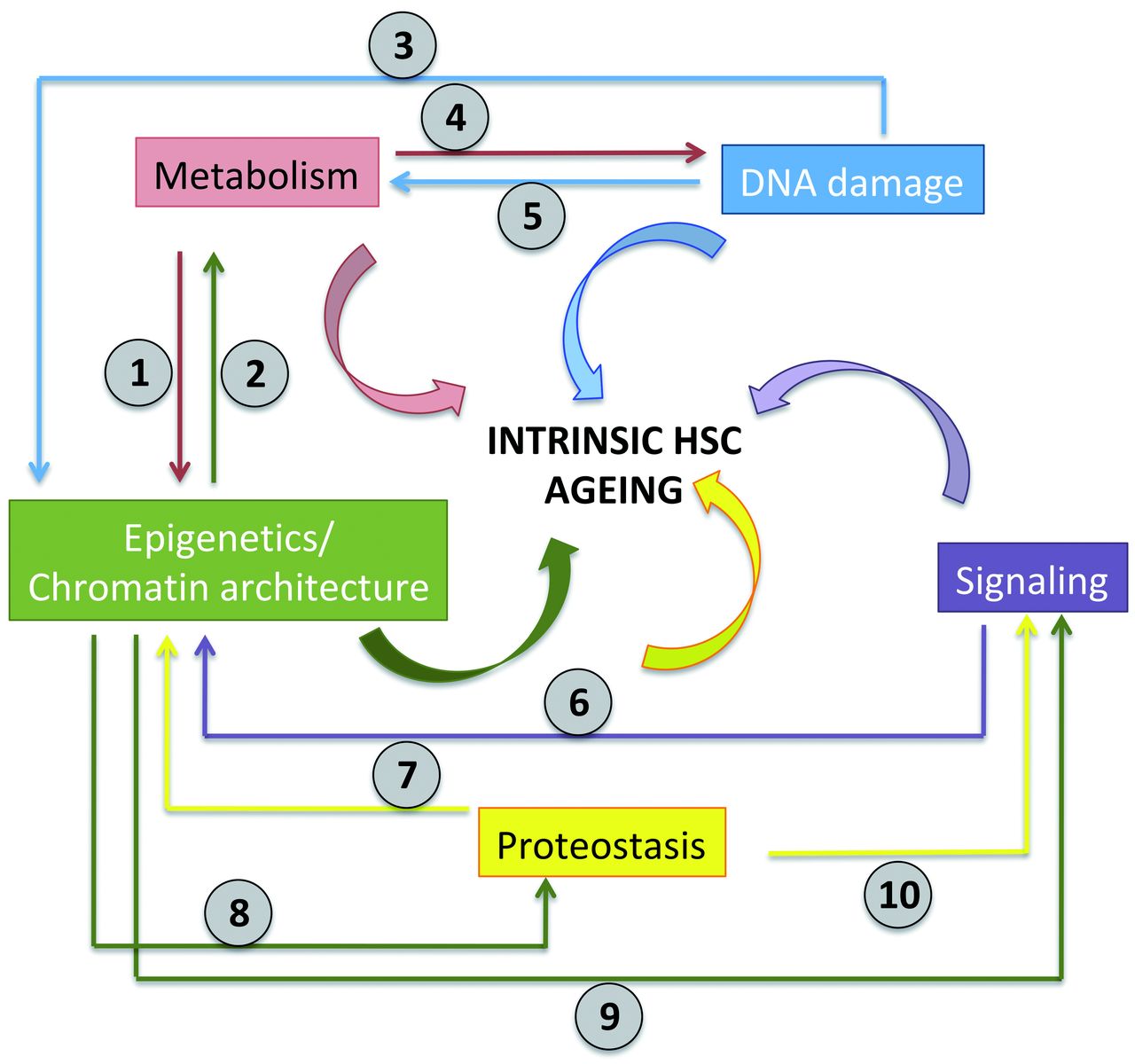 Molecular mechanism of hematopoietic stem cell regeneration