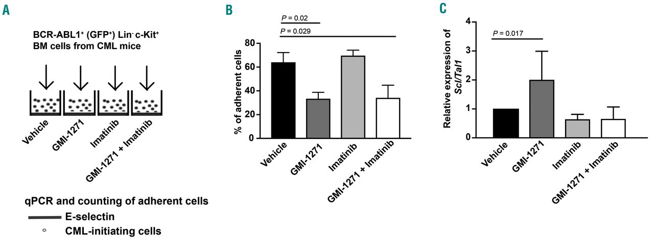 The Vascular Bone Marrow Niche Influences Outcome In Chronic Myeloid Leukemia Via The E Selectin Scl Tal1 Cd44 Axis Haematologica