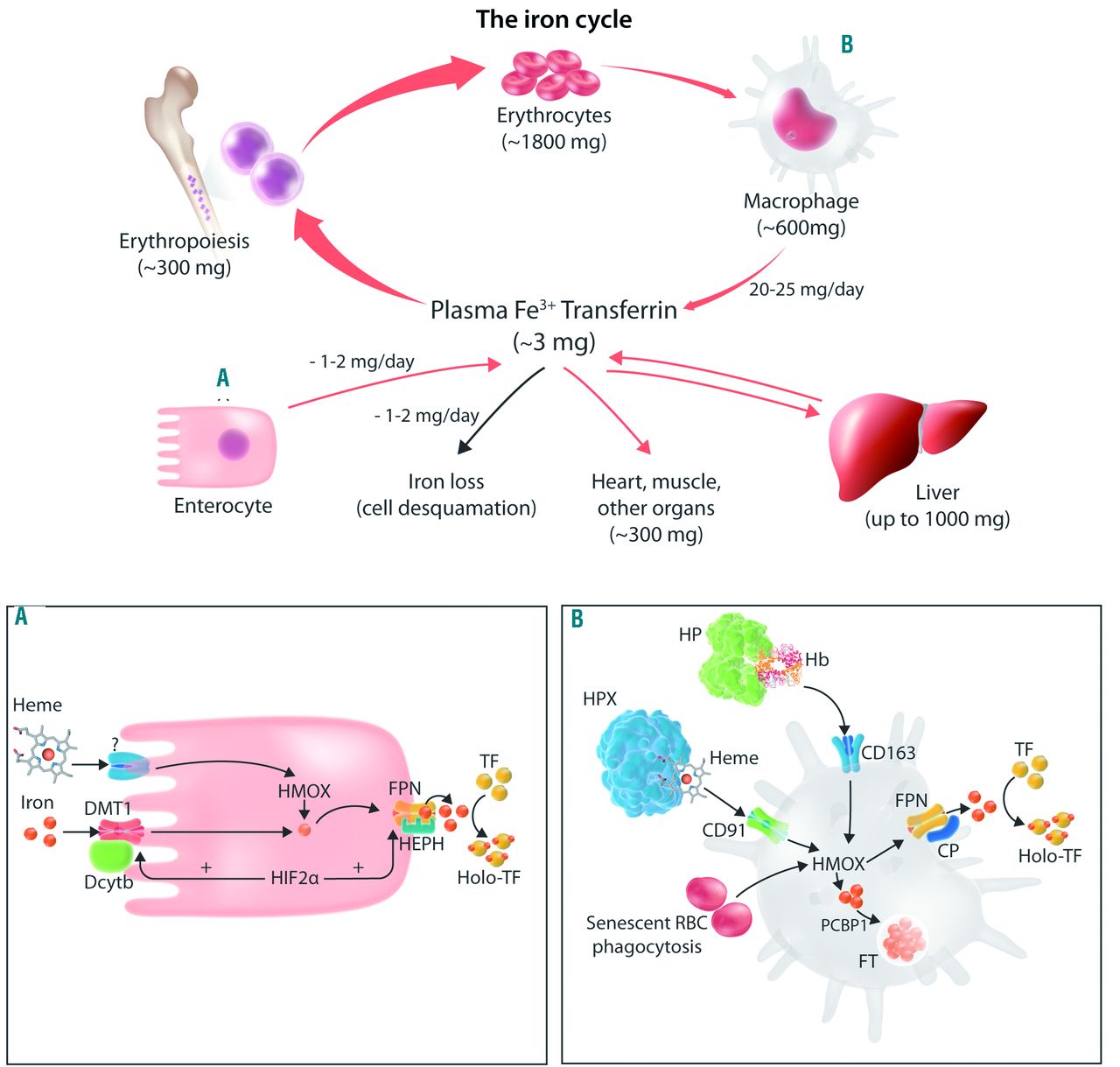 2: Iron absorption and recycle in human body