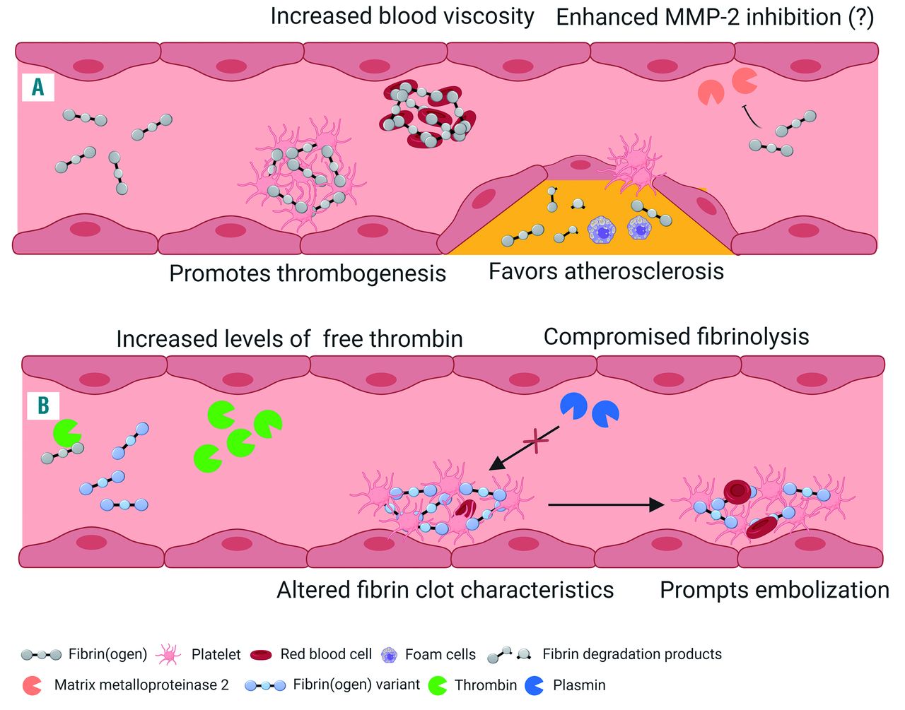 fibrin blood clot