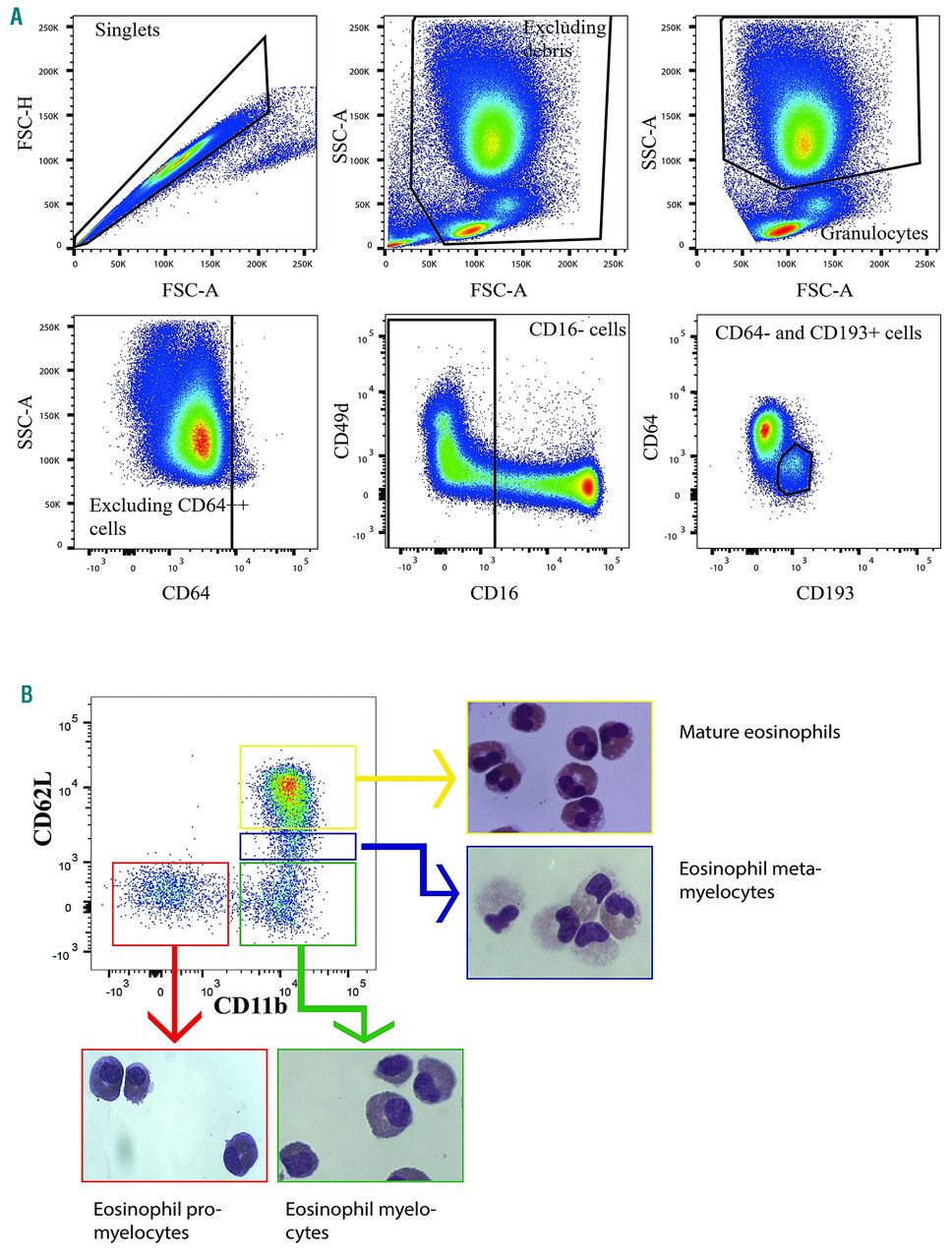 eosinophils vs neutrophils