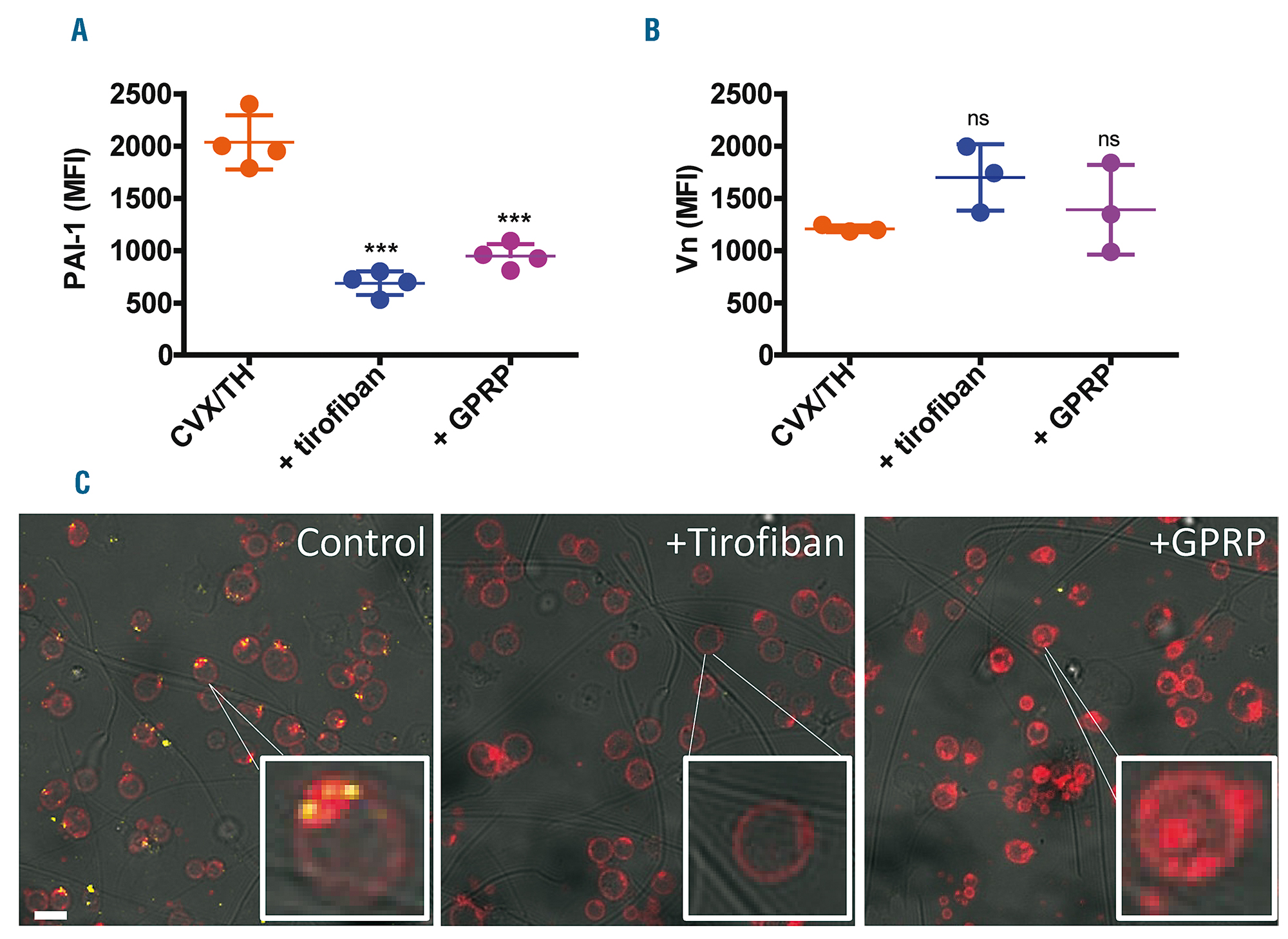 Functional plasminogen activator inhibitor 1 is retained on the ...