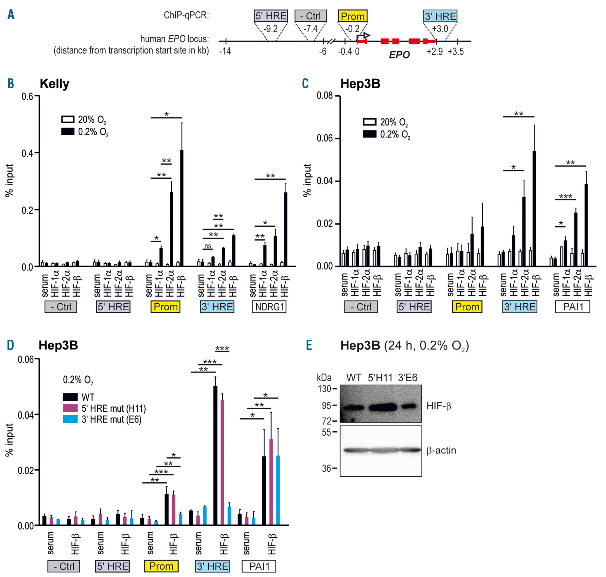 Distal And Proximal Hypoxia Response Elements Cooperate To Regulate Organ Specific Erythropoietin Gene Expression Haematologica