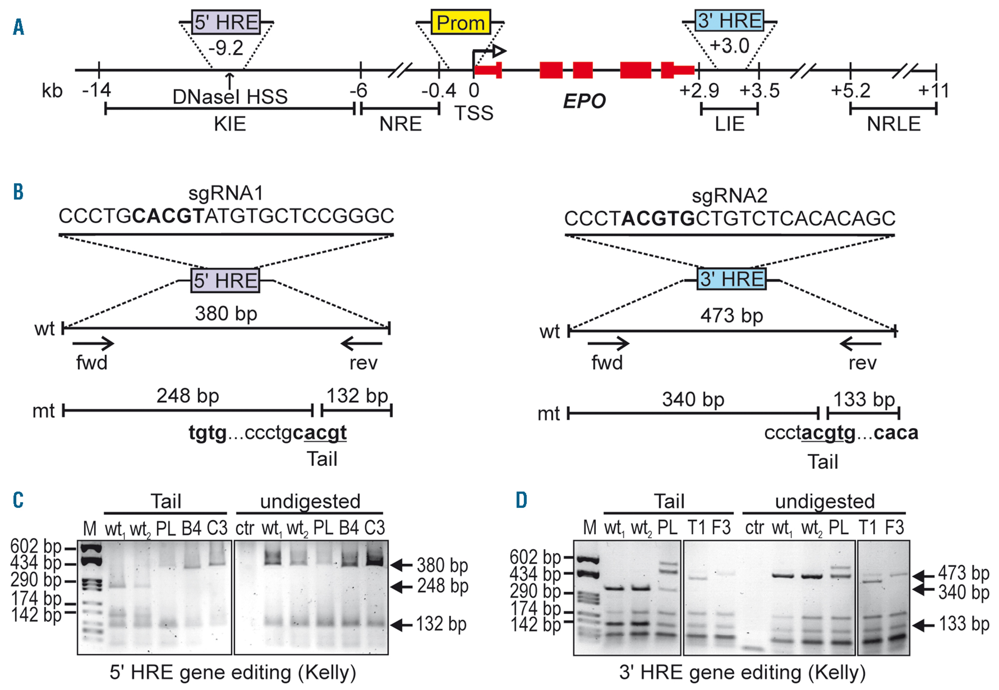 Distal And Proximal Hypoxia Response Elements Cooperate To Regulate Organ Specific Erythropoietin Gene Expression Haematologica