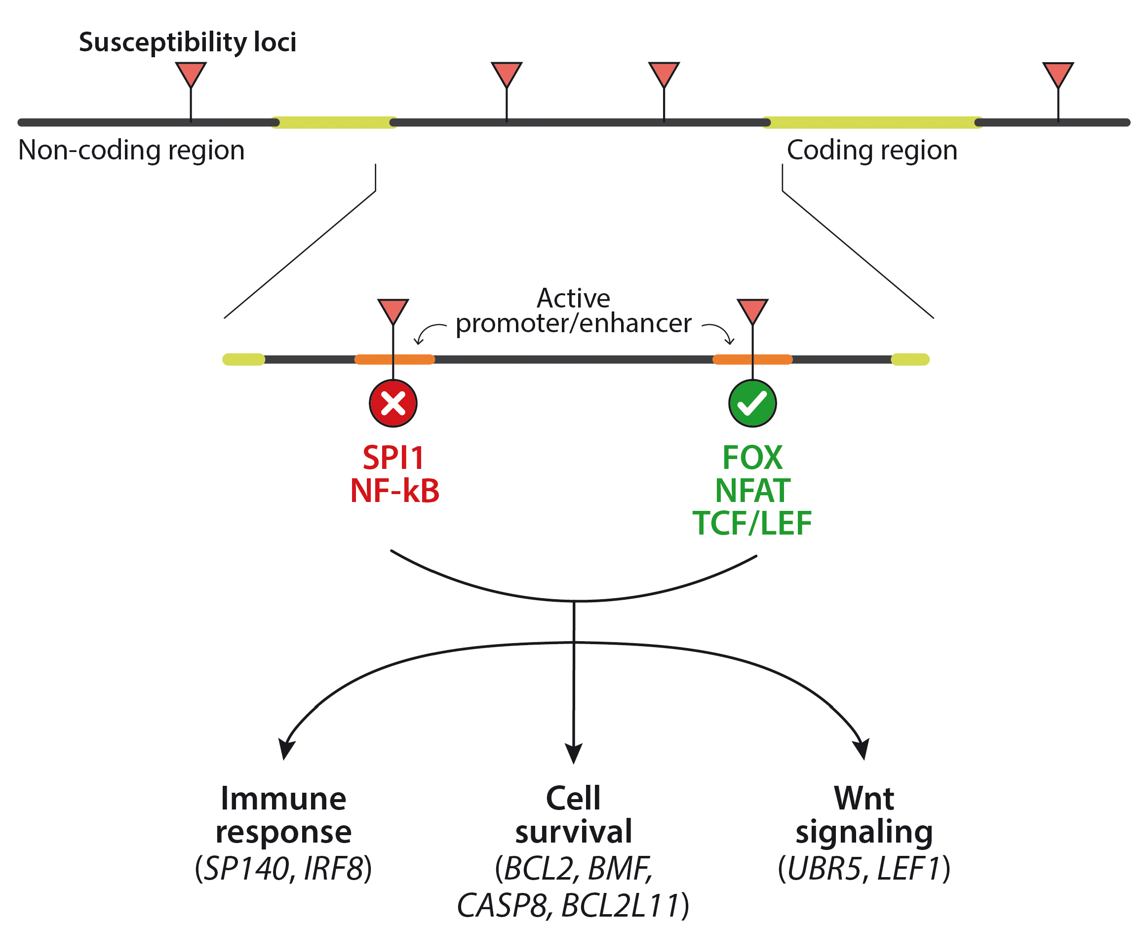 Pathogenesis Of Chronic Lymphocytic Leukemia