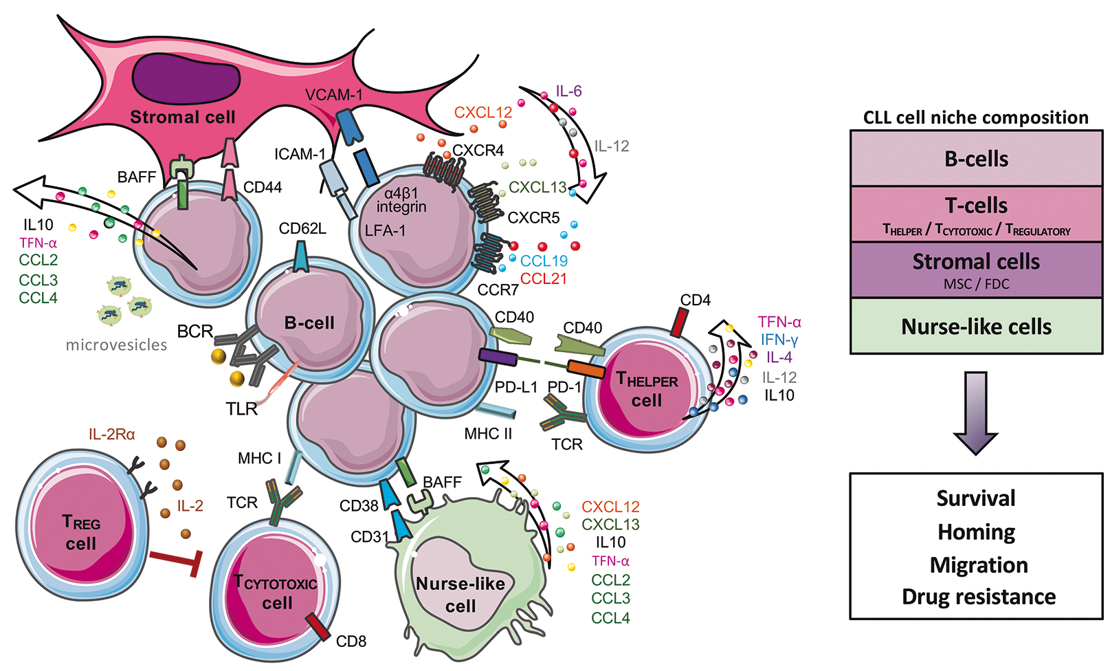 chronic-lymphocytic-leukemia-from-molecular-pathogenesis-to-novel