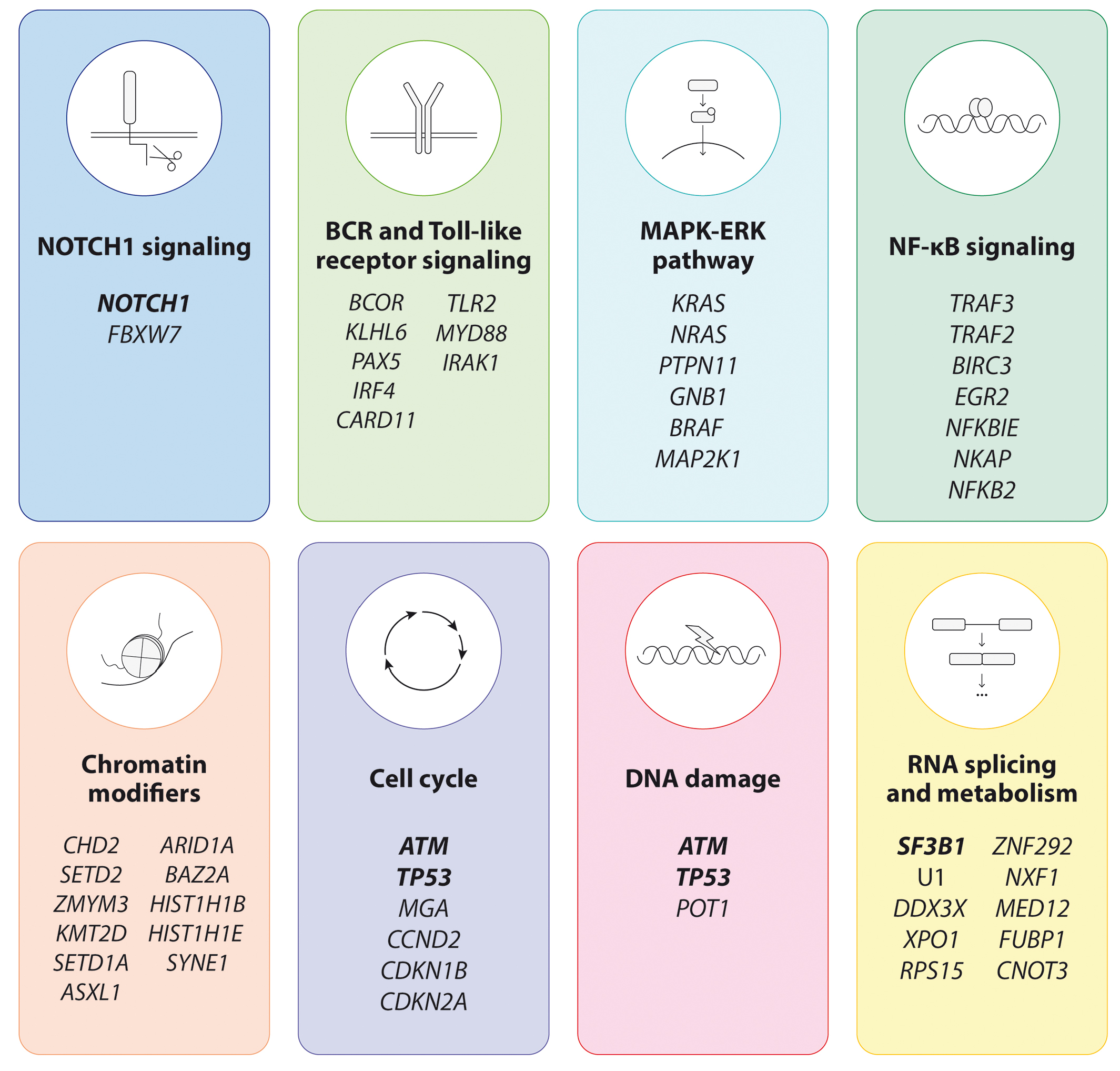 Chronic lymphocytic leukemia: from molecular pathogenesis to novel