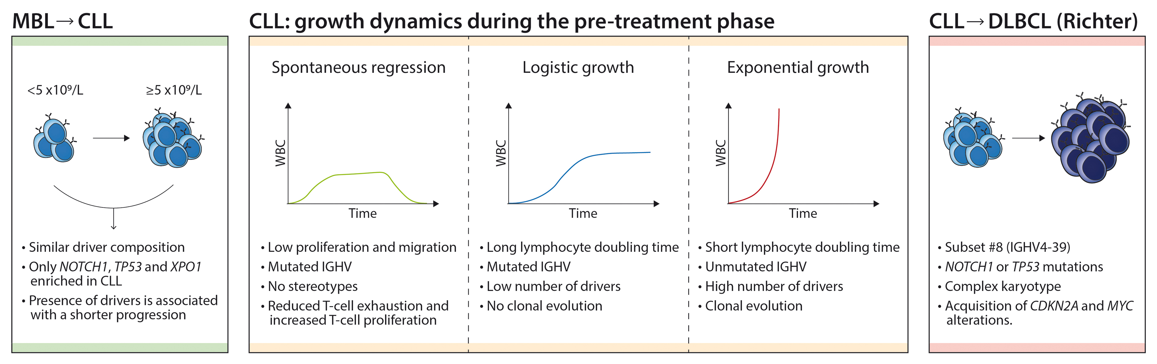 chronic-lymphocytic-leukemia-from-molecular-pathogenesis-to-novel