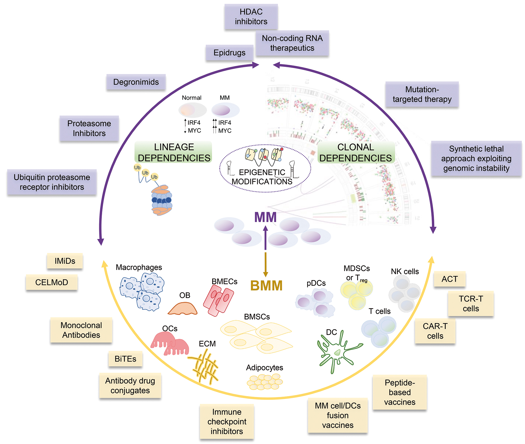 Full article: Epigenetic treatment of multiple myeloma mediates tumor  intrinsic and extrinsic immunomodulatory effects