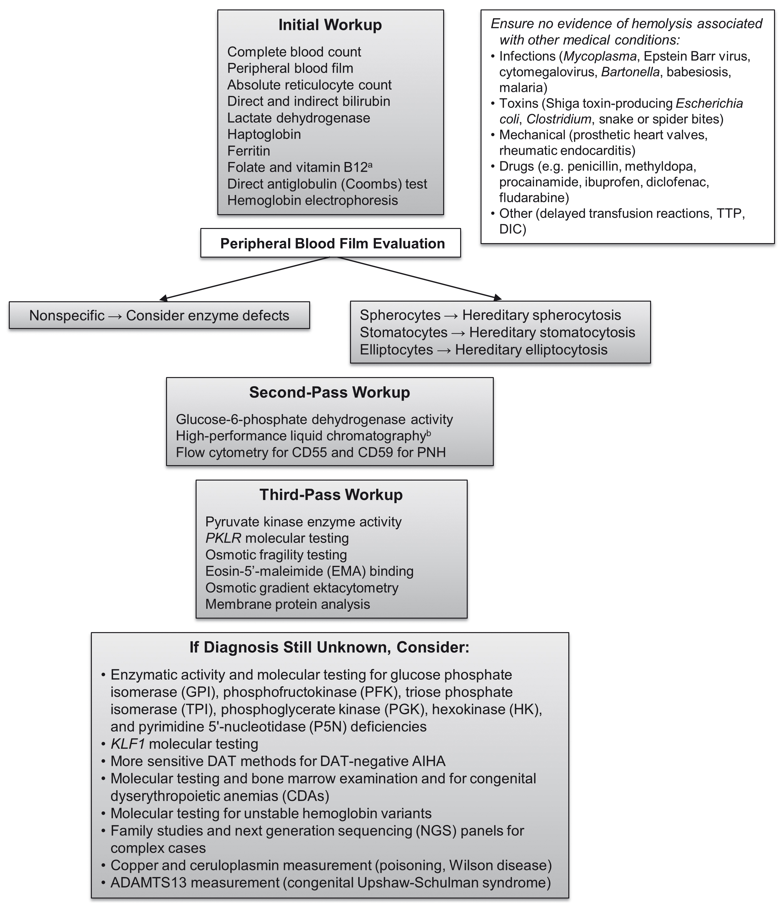 Jaundice  Pyruvate Kinase Deficiency