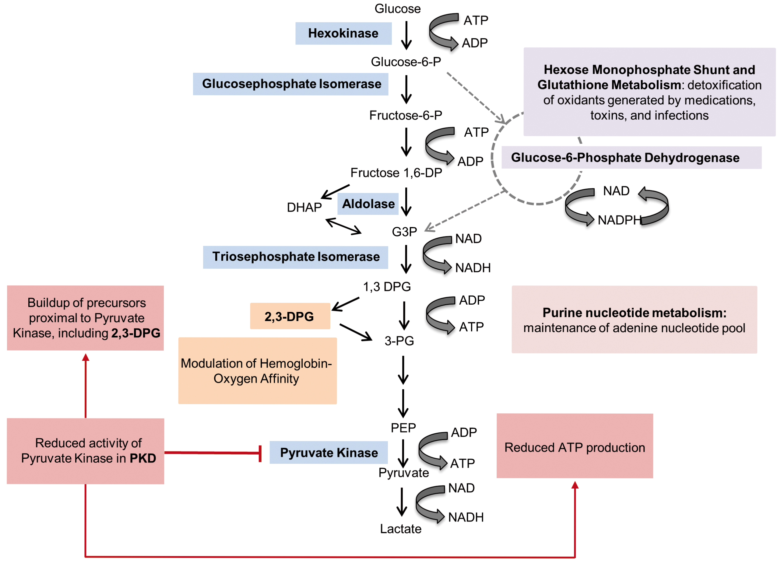 Pyruvate Kinase Glycolysis