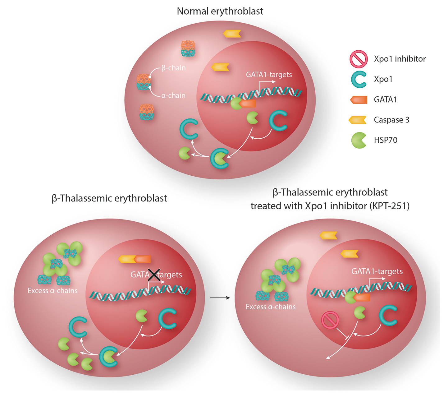 Novel use for selective inhibitors of nuclear export in βthalassemia