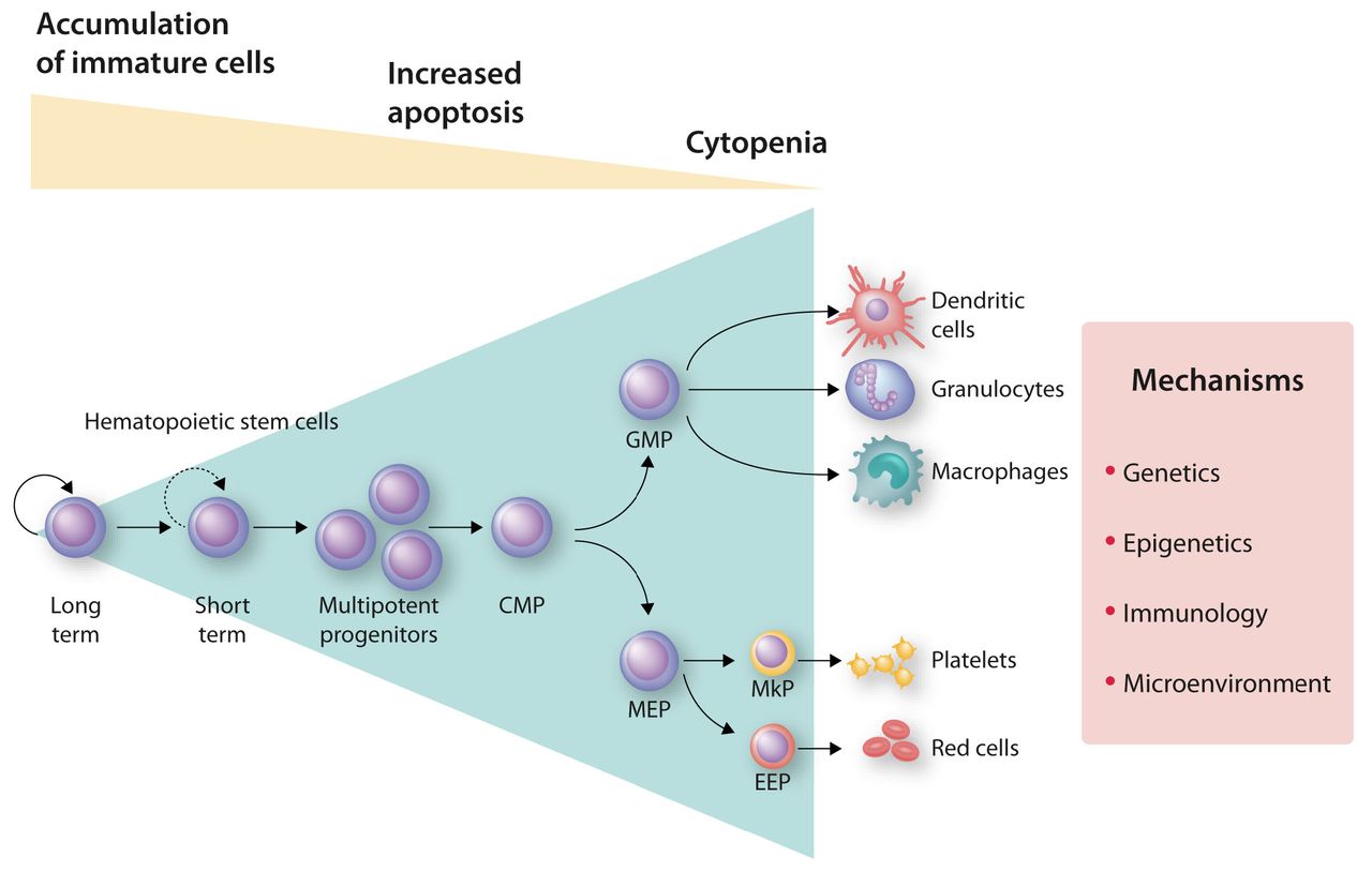 myelodysplastic syndrome diagram