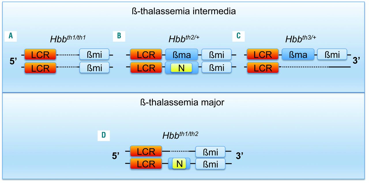 Minihepcidins Improve Ineffective Erythropoiesis And Splenomegaly In A New Mouse Model Of Adult B Thalassemia Major Haematologica