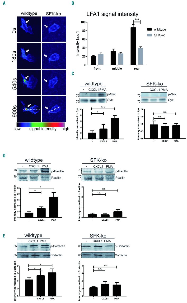 USP13 interacts with Raf1. A, 46C cells cotransfected with Flag-Raf1