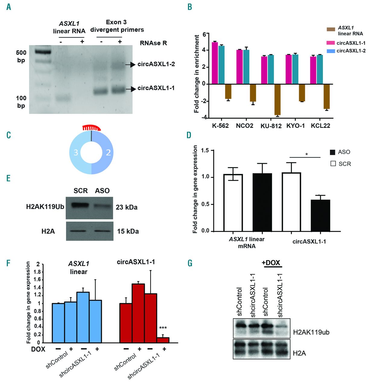 circASXL1-1 regulates BAP1 deubiquitinase activity in leukemia