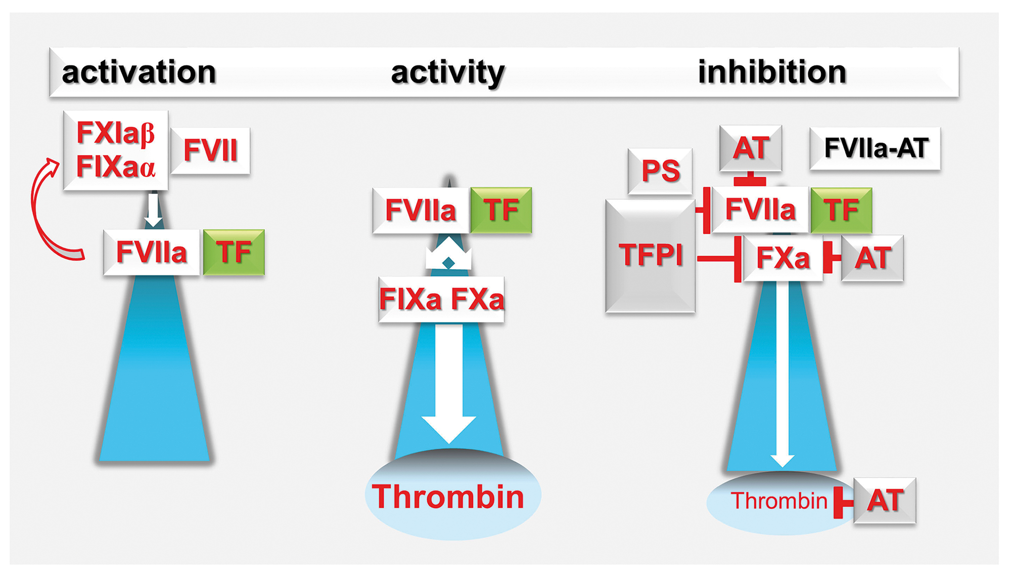 Factor Ix Clotting Cascade