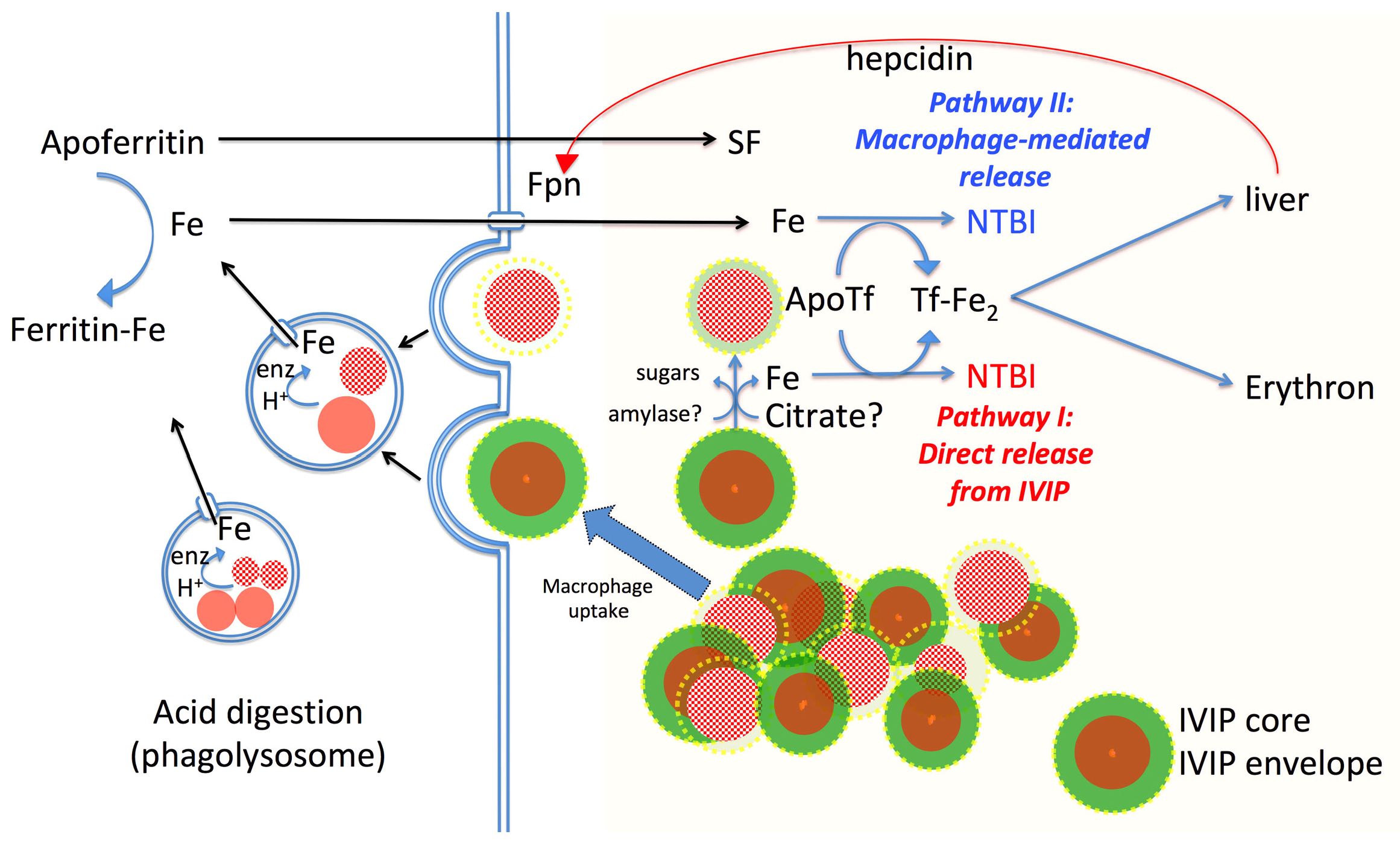 Intravenous iron preparations transiently generate non-transferrin-bound  iron from two proposed pathways