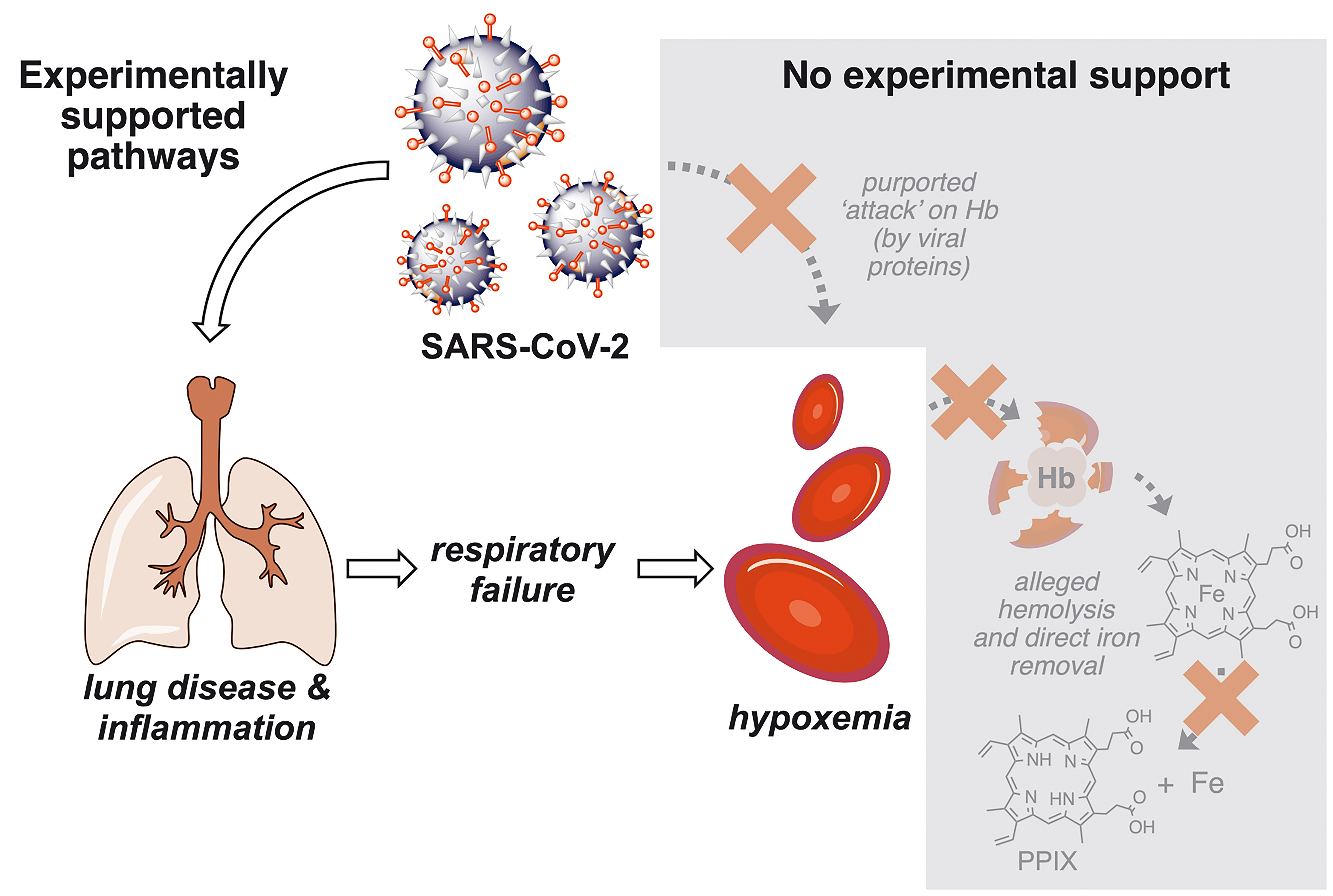 No Evidence Of Hemoglobin Damage By Sars Cov 2 Infection Haematologica