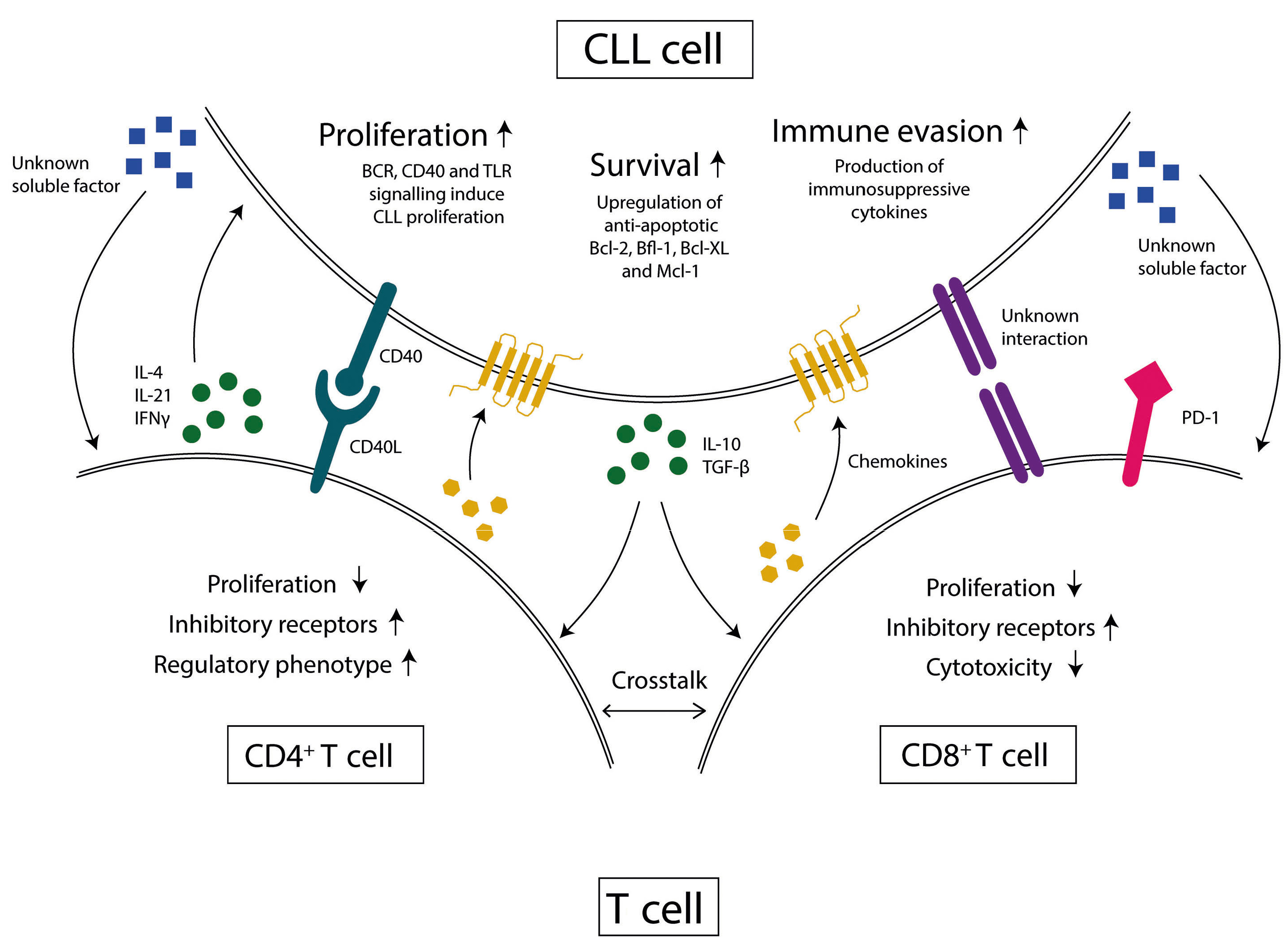 T-cell dysfunction in chronic lymphocytic leukemia from an 