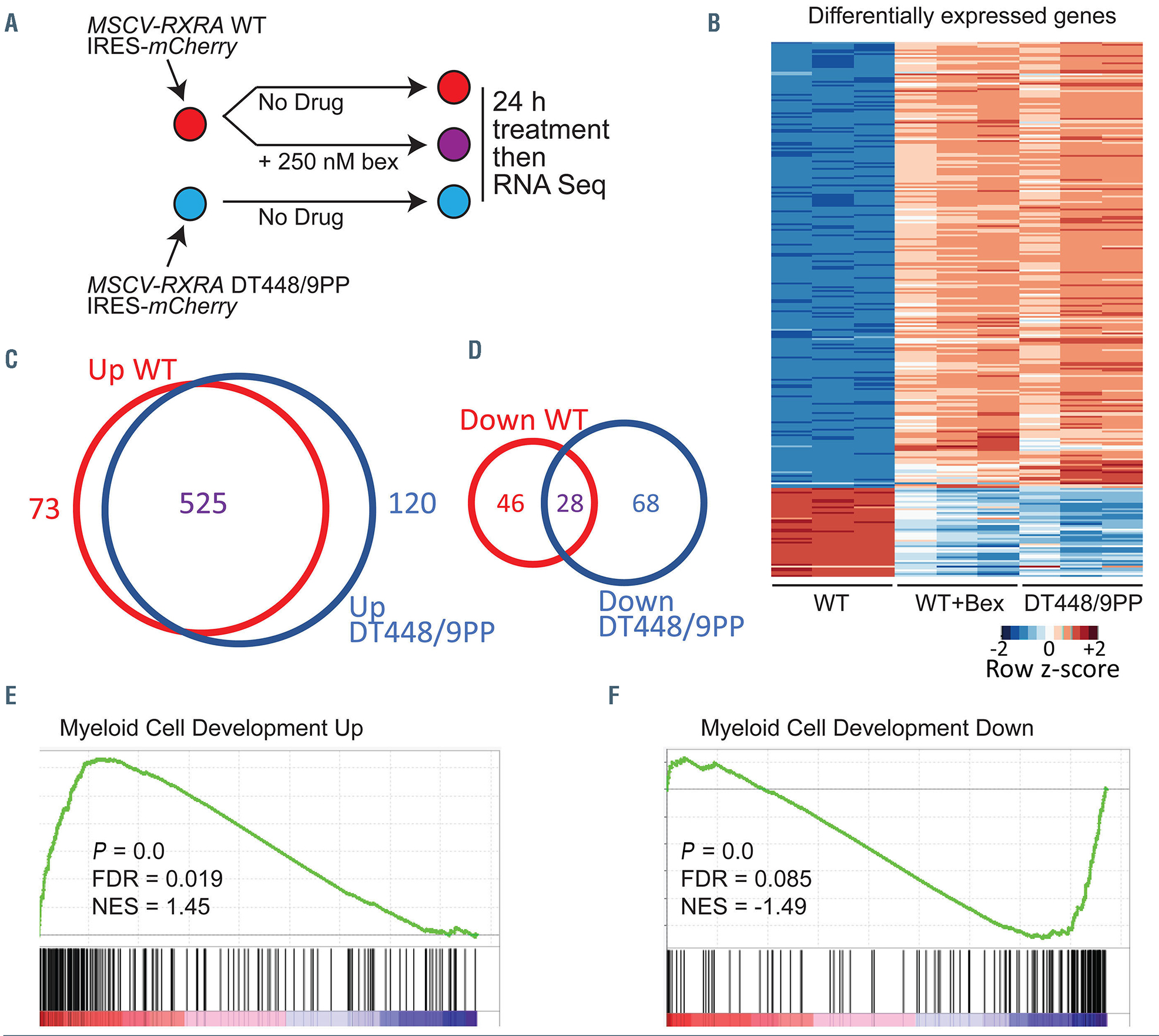 Expanding the phenotype associated to KMT2A variants: overlapping