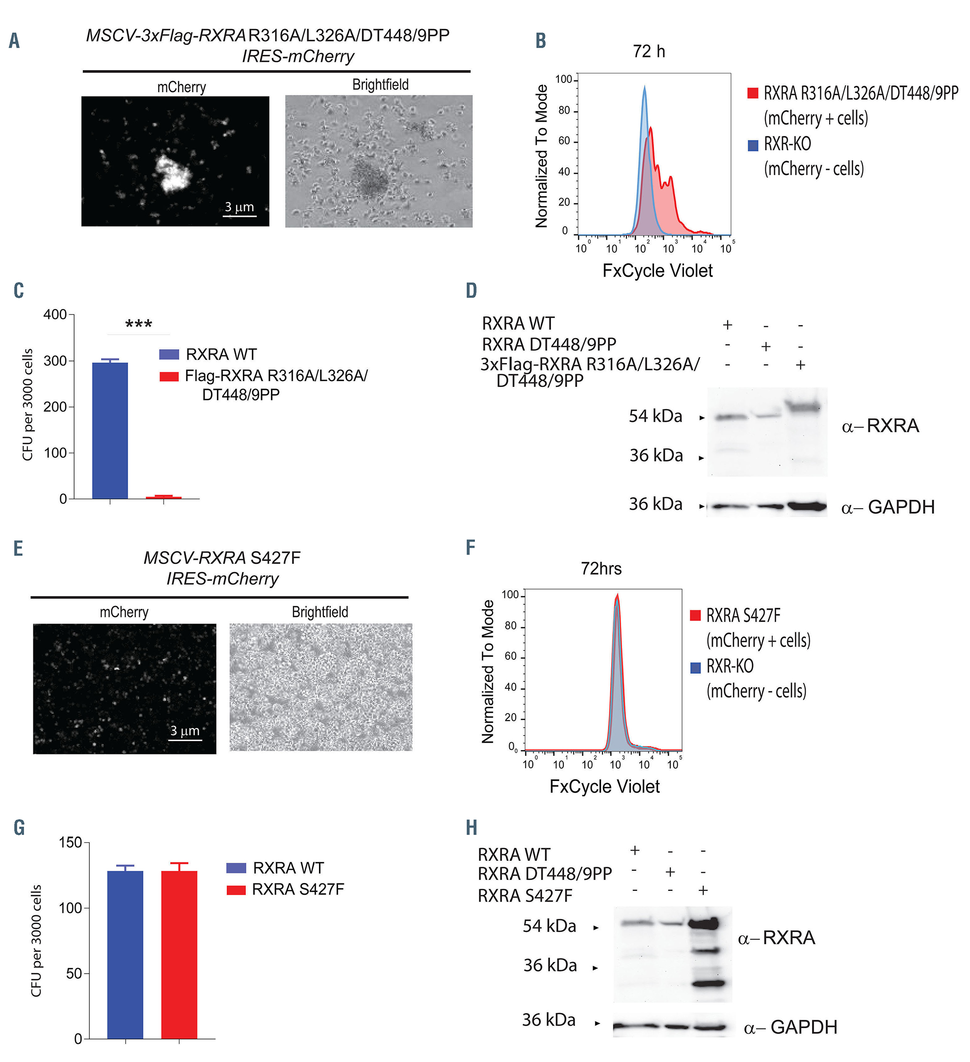 Expanding the phenotype associated to KMT2A variants: overlapping