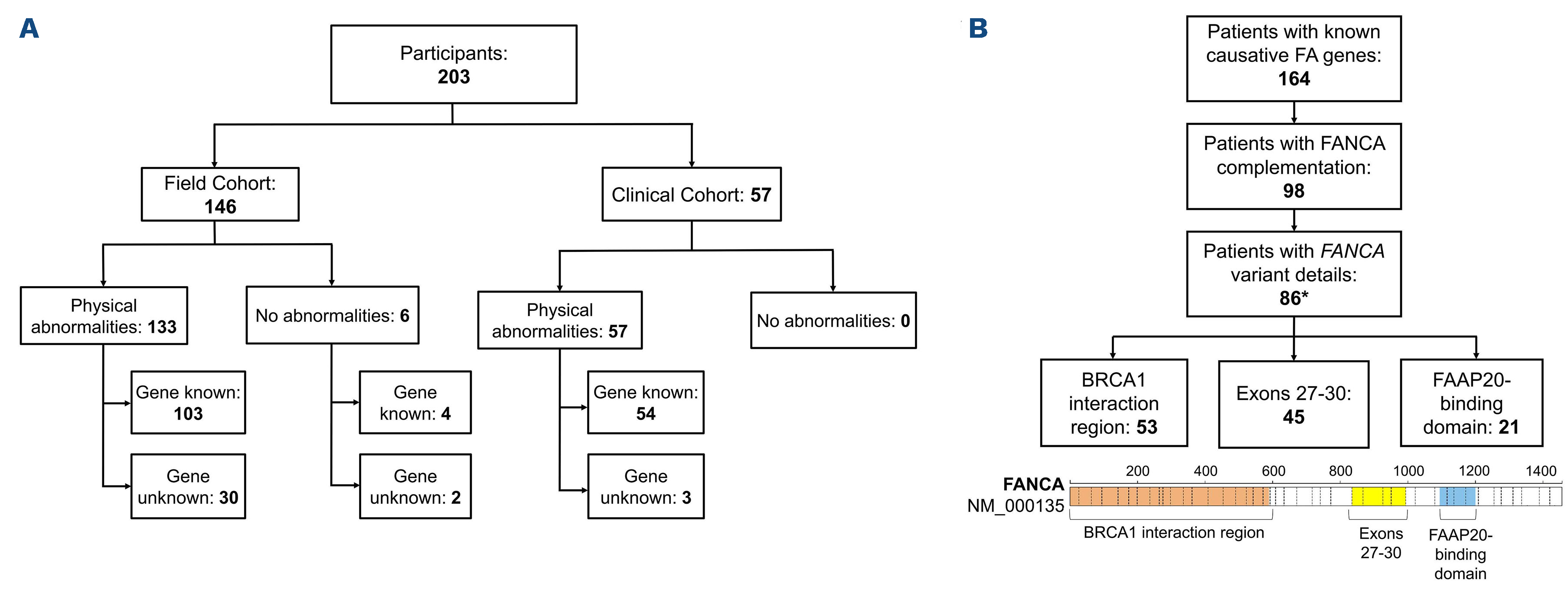 Adult Fanconi Anemia