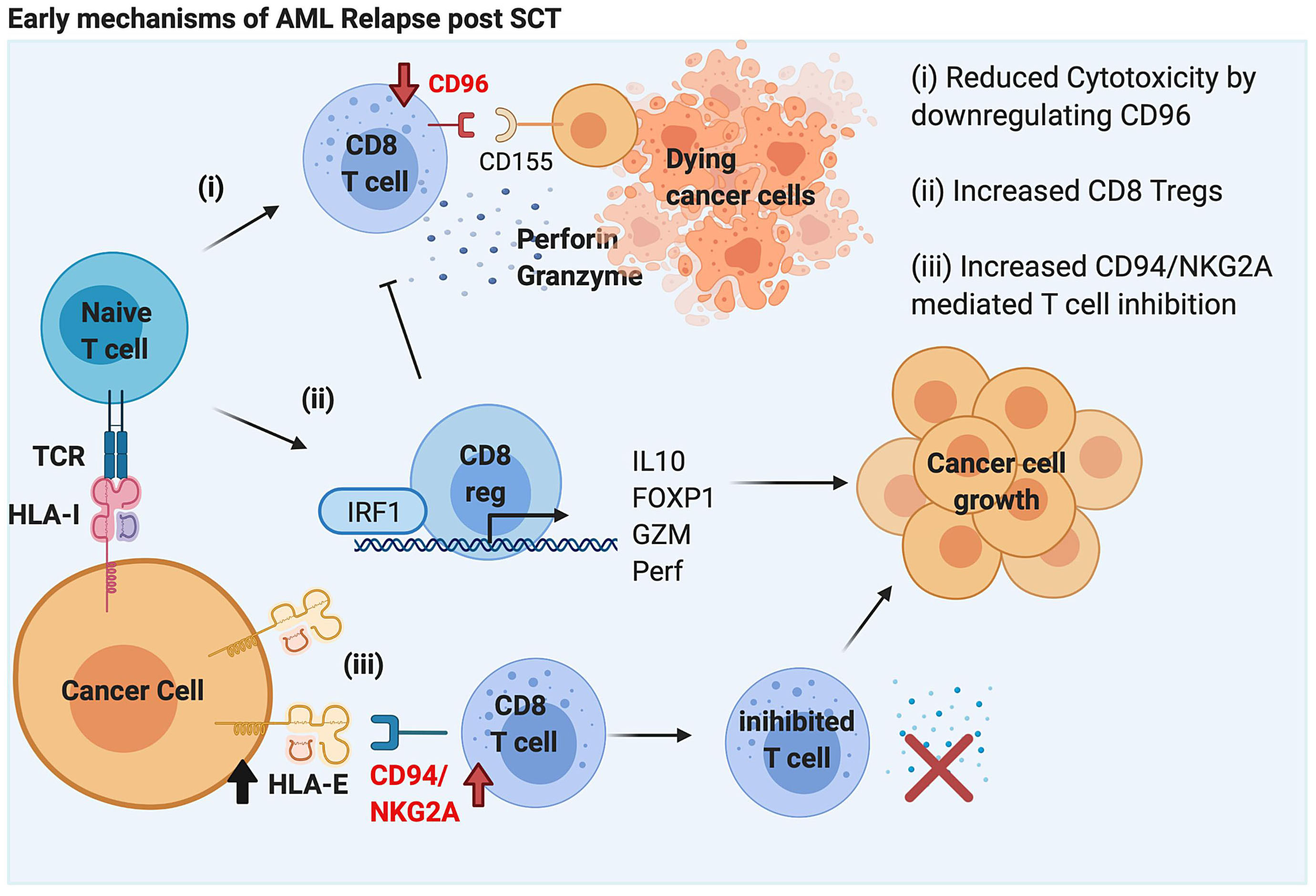 Early expression of CD94 and loss of CD96 on CD8+ T cells after ...