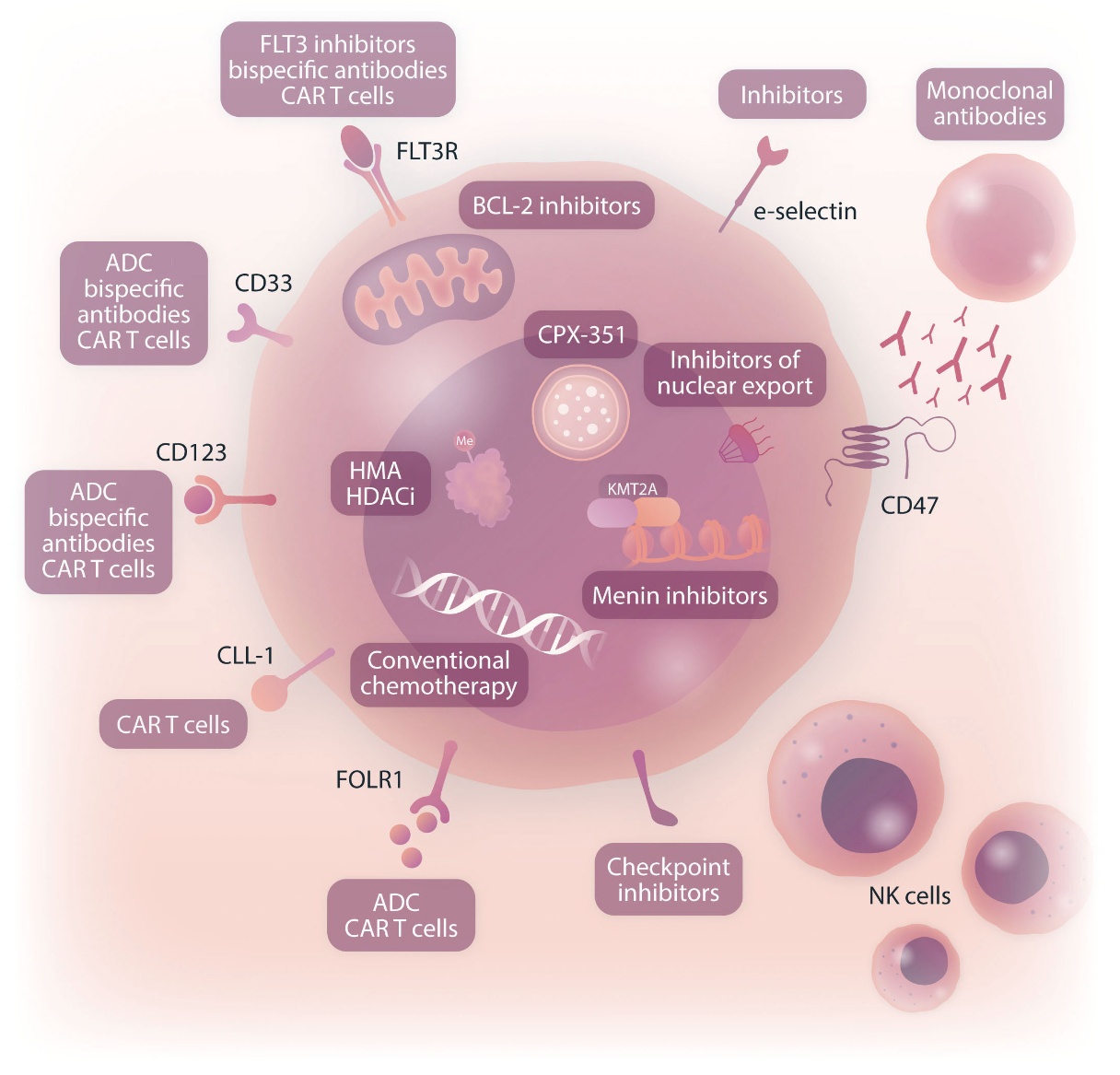 Targeting menin: a promising therapeutic strategy for susceptible acute  leukemia subtypes