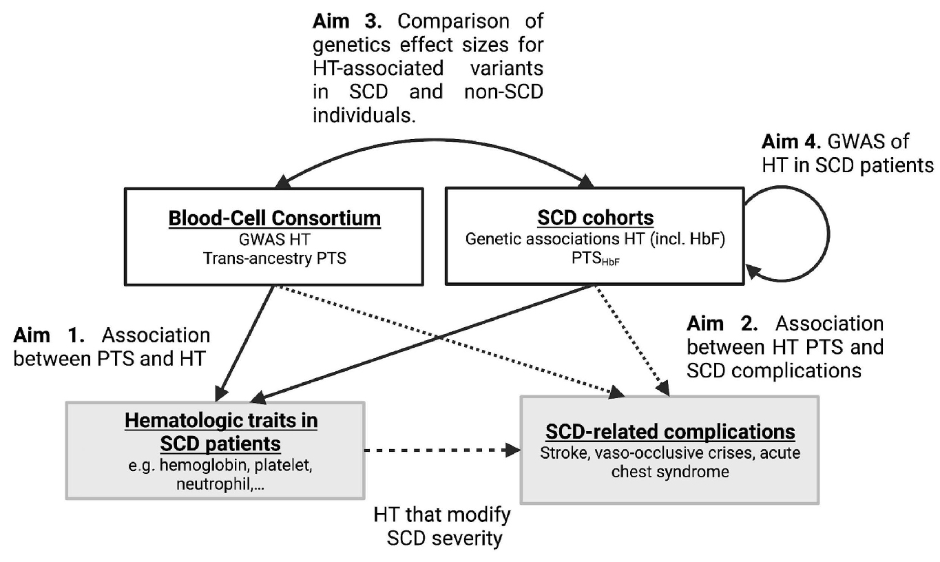 pleiotropy sickle cell anemia