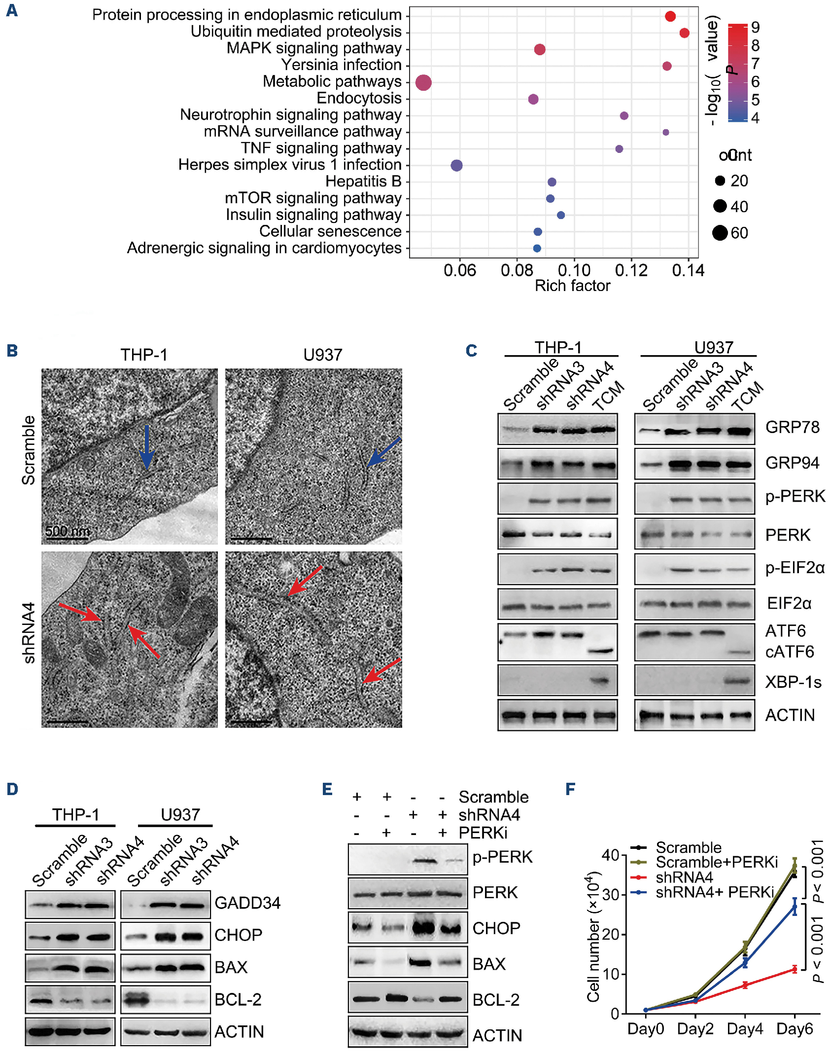 その他 dnk Functional transcription promoters at DNA double-strand